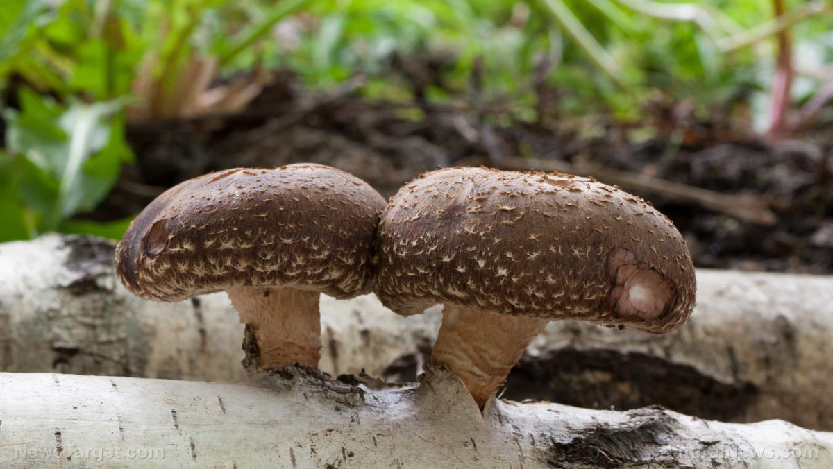 Image: A new kind of magic mushroom: New sustainable material made of mushrooms can provide housing, food security, water filtration