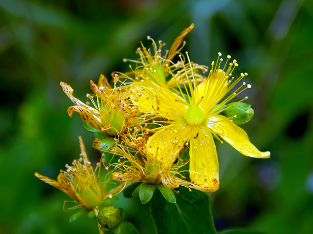 Image: St. John’s wort: A scientific review of its remarkable antibacterial and antioxidant properties