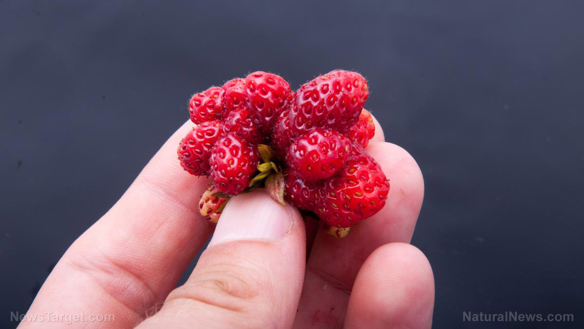 Image: Produce ALERT: New EXPERIMENTAL Monsanto Franken-Fruits hit the produce racks soon – watch out for genetically mutated mushrooms, tomatoes, bananas and strawberries