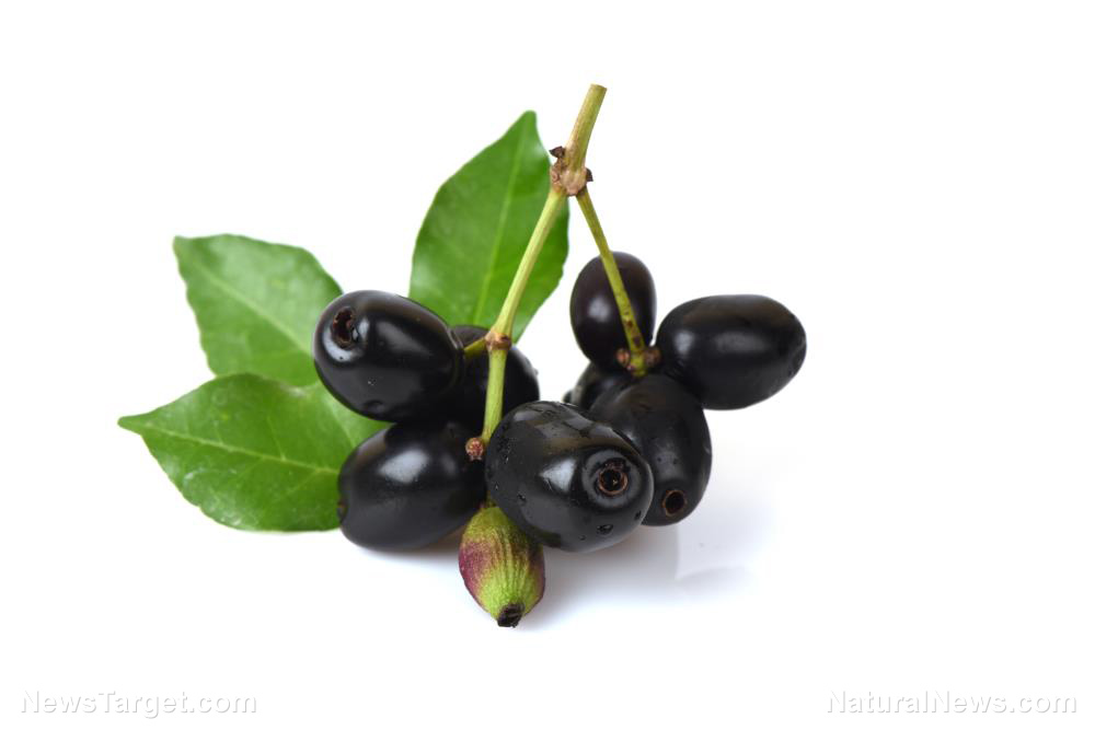 Image: One of the most widely used medicinal plants, java plum contains high amounts of antioxidants