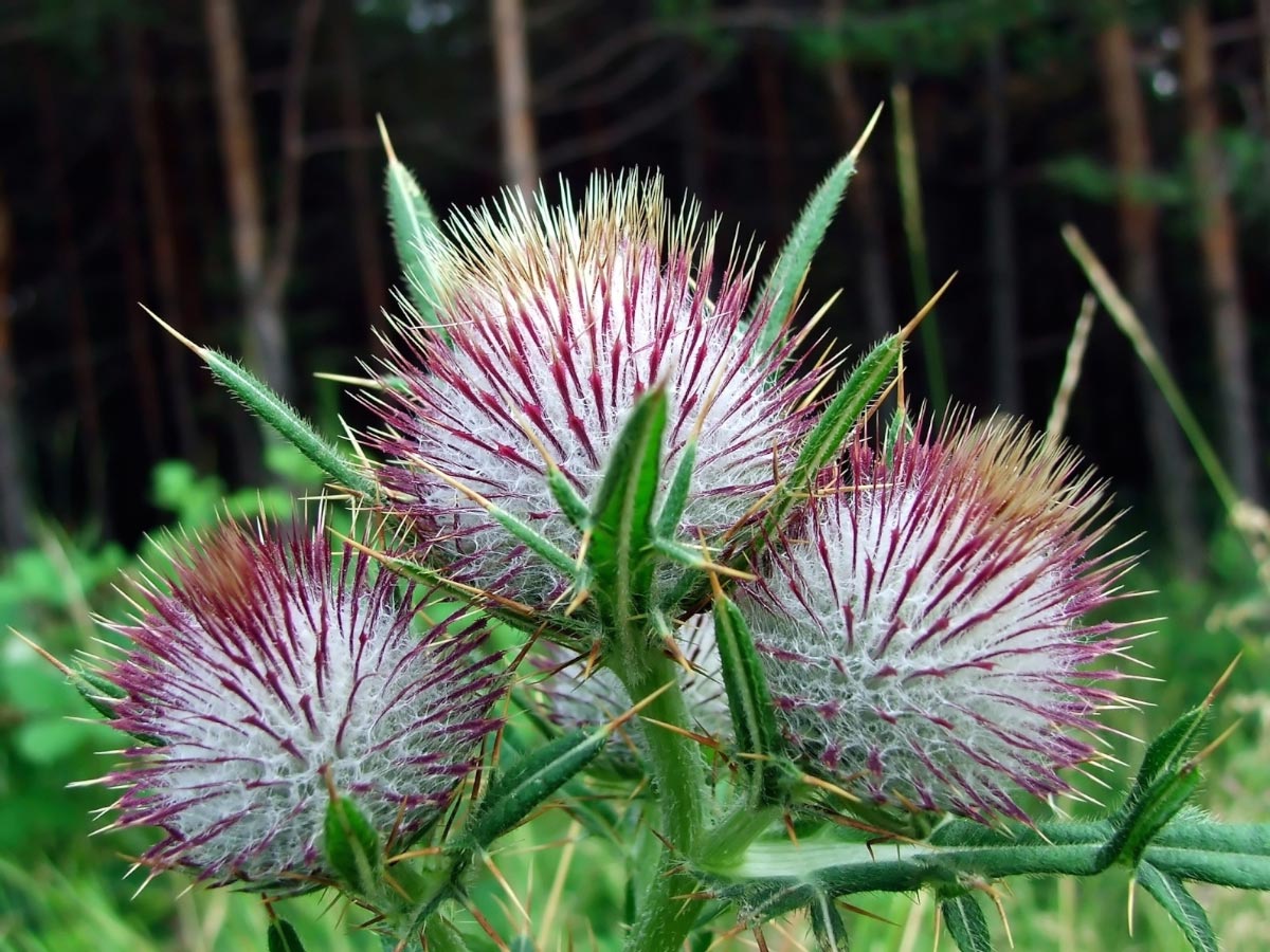 Image: Milk thistle is not only good for your liver – it can protect you from the toxic effects of chemotherapy, too