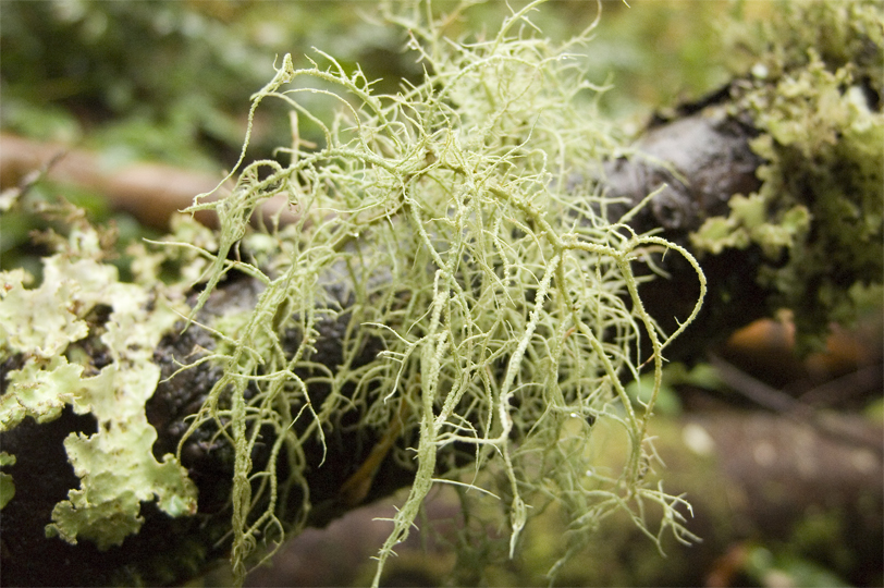 Image: Antibiotics in the wild: Usnea, a lichen that grows all around the globe, has been used as effective natural medicine for centuries