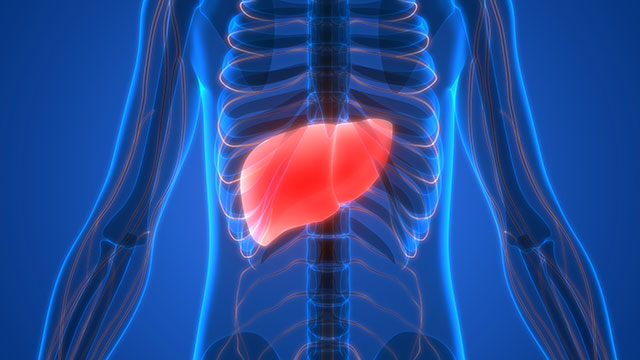 Image: Liver fat can be quickly and significantly reduced with a gastrointestinal hormone