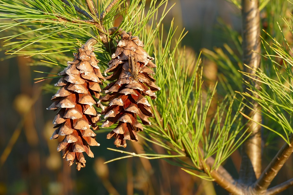 Image: Pine pollen: Hidden health benefits revealed