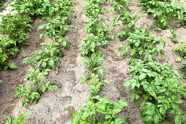 Image: Want bigger, healthier potatoes? Use straw mulch; it improves soil quality and suppresses weeds