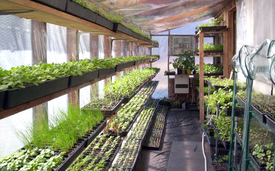 Image: Walipini greenhouse: What it is, why you need one, and how to build it