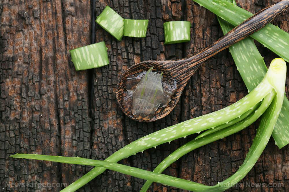 Image: Truly a superfood: Aloe vera treats constipation