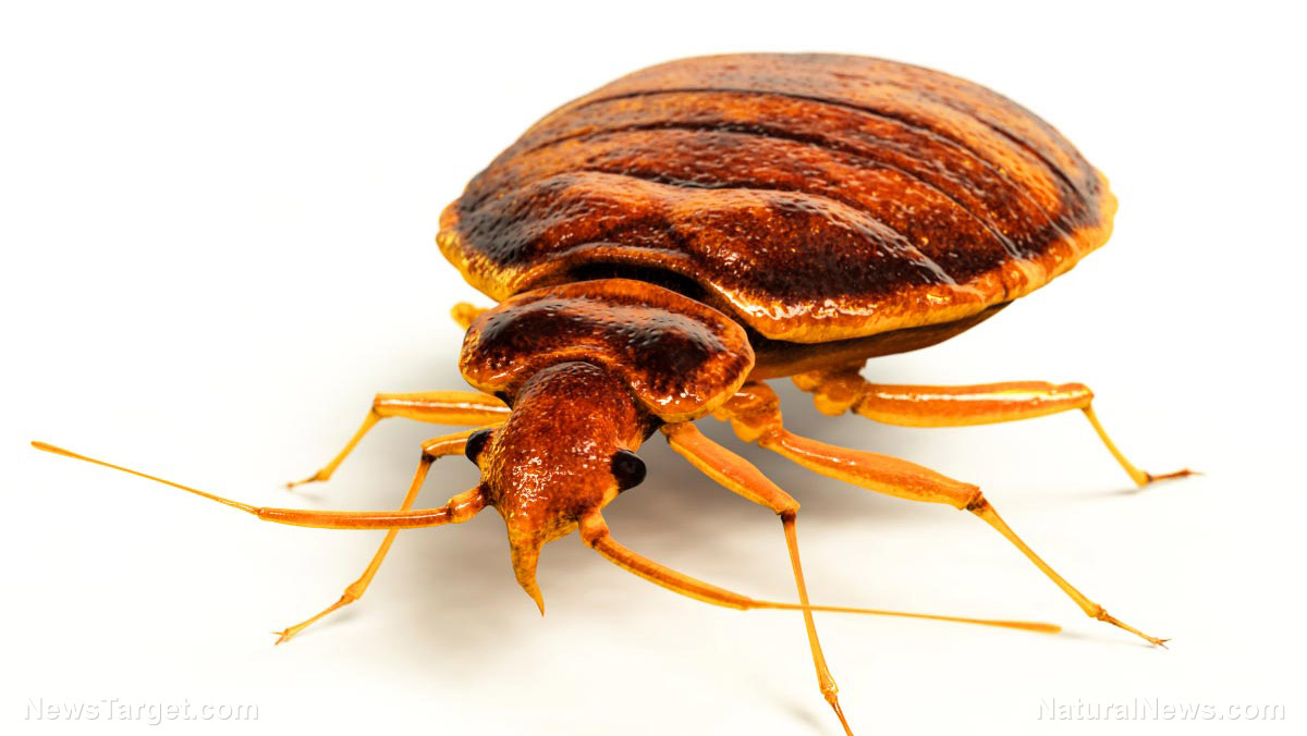 Image: What you need to know about bed bugs (and natural ways to get rid of them)