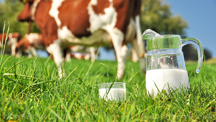 Image: Levels of health-promoting fatty acids are higher in milk from grass-fed cows