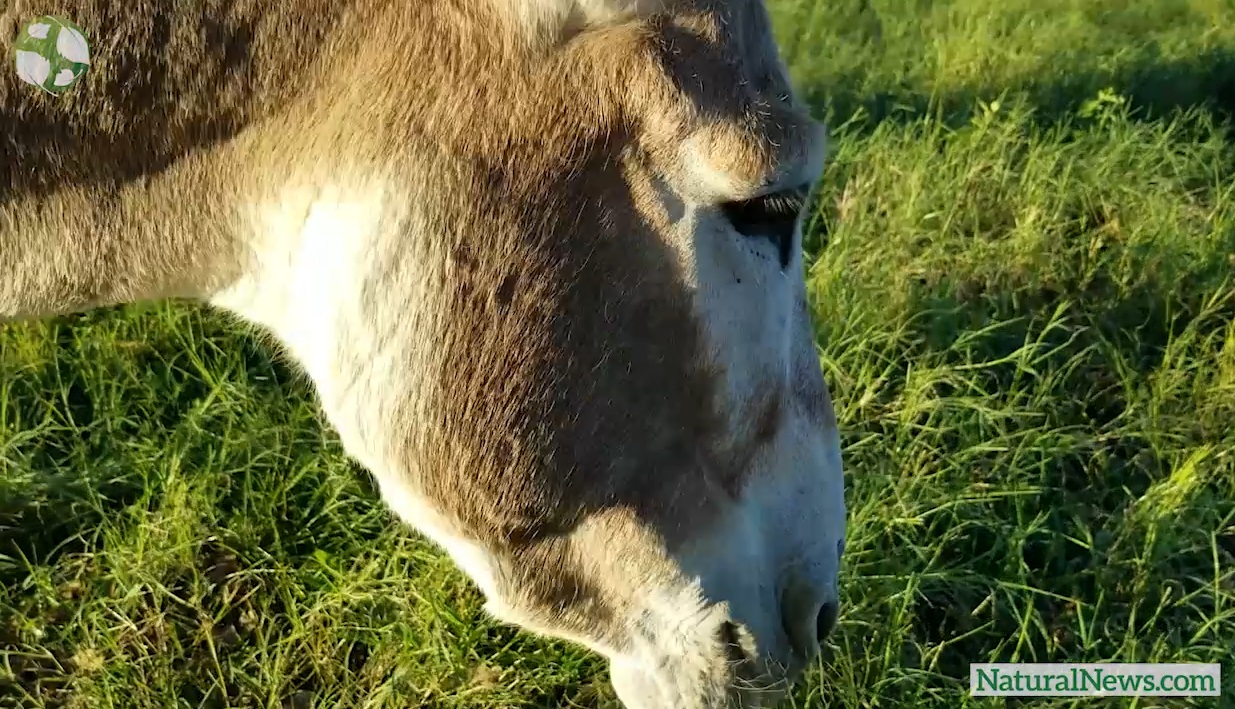 Image: Health Ranger turns his donkeys’ lips ORANGE with turmeric superfood