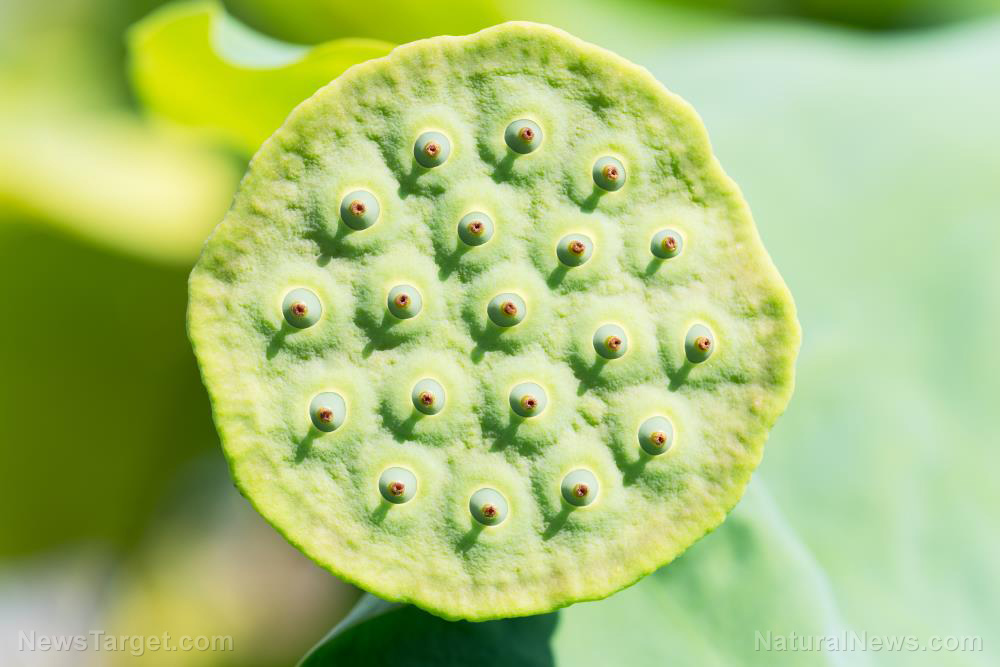 Image: Lotus seeds shown to improve hypertensive conditions