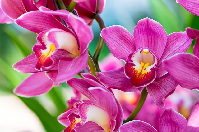 Image: Scientists are now looking at orchids as a source of alternative remedies for asthma, malaria