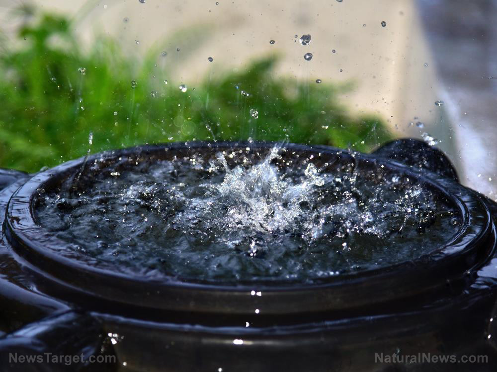 Image: How to set up a functional rainwater irrigation system