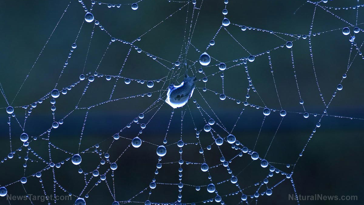 Image: An engineering feat: Different types of silks in a spider web allow it to effectively capture prey