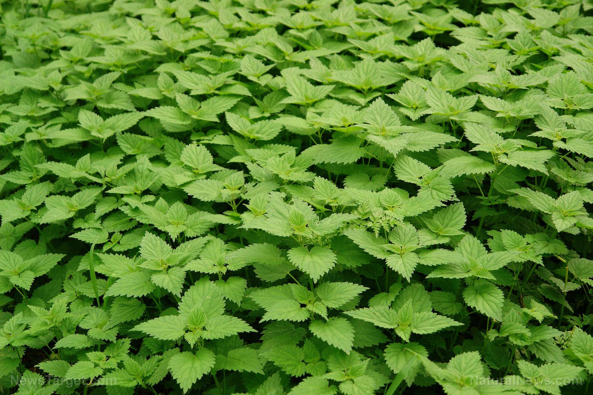 Image: IBD patients can improve their quality of life with common nettle