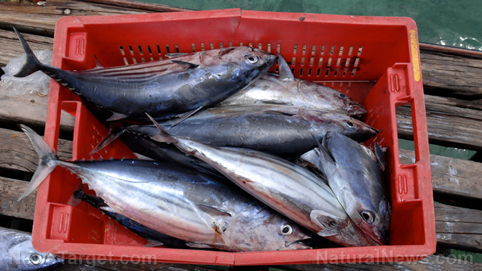 Image: Study: Industrial sea fishing is exposing more people to excessively high levels of mercury