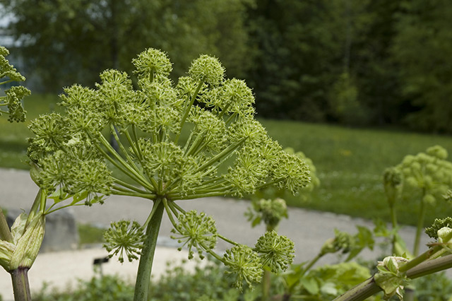 Image: The Angelica root is a popular TCM herb for treating obesity
