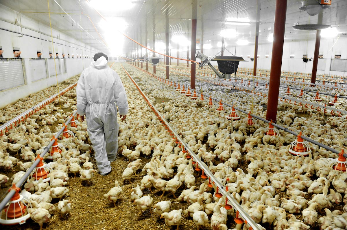 Image: U.S. chicken farms are so dirty, meat has to be washed with chlorine before being sold for human consumption