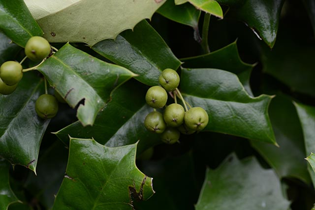 Image: Good for the heart: A look at Chinese holly