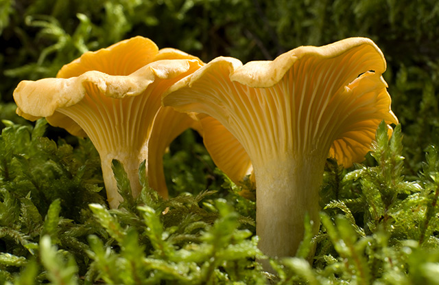 Image: Prepper medicine: The golden chanterelle mushroom hastens wound healing