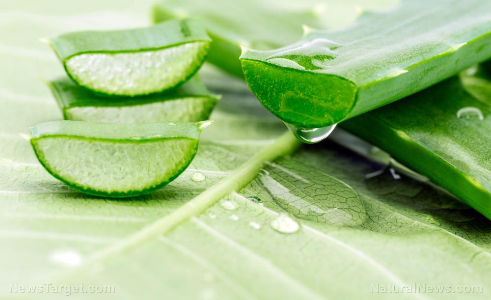 Image: Aloe vera gel is better than fennel oil in treating diabetic ulcers