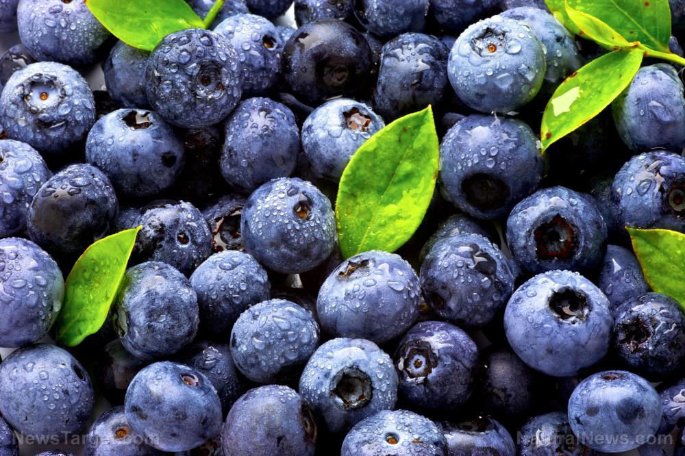 Image: Want a younger brain? A polyphenol-rich extract of grape and blueberry found to reduce cognitive decline