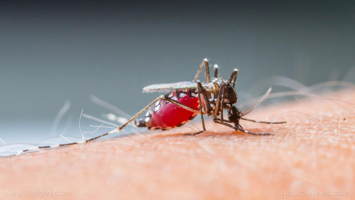 Image: New study reveals that the malaria parasite can infect you as deep as your bone marrow