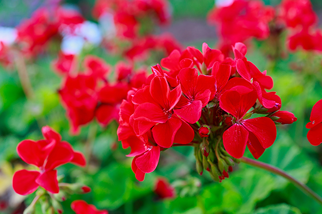 Image: Heart attack patients can reduce their anxiety by smelling geraniums