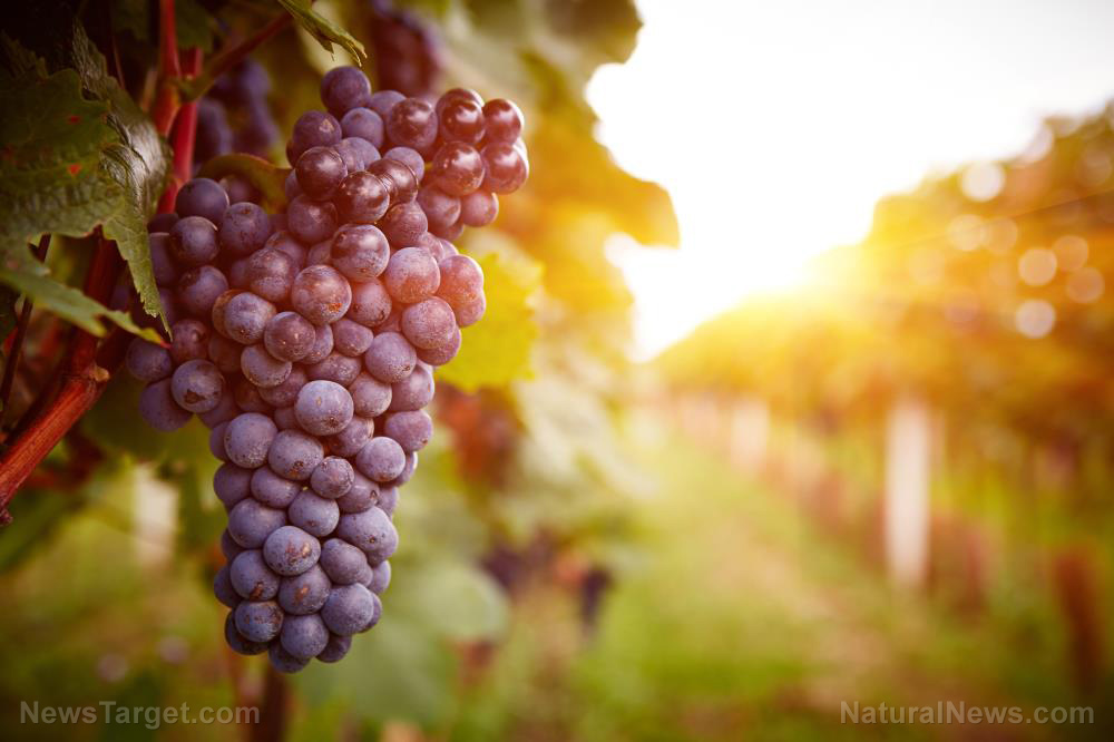 Image: Good for the lungs, too: Resveratrol found to reduce pulmonary toxicity