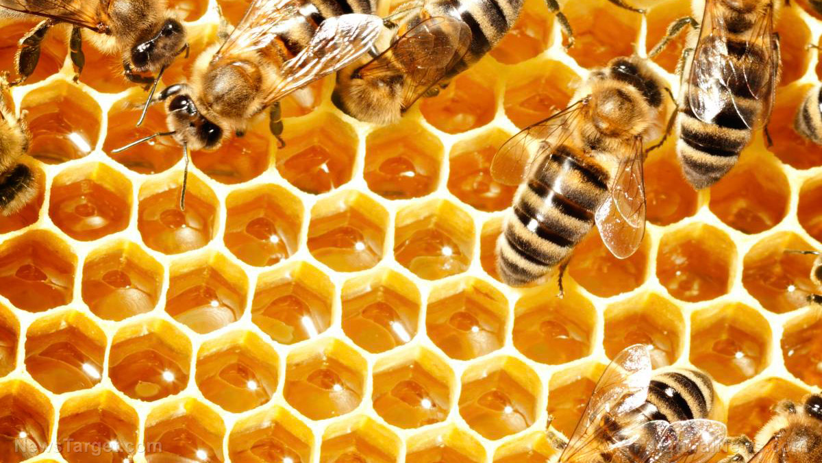 Image: Honeybees “smell” dead individuals and remove them from the colony to protect their young