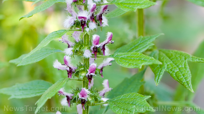 Image: Researchers look at the potential of motherwort as a functional food for menopausal women