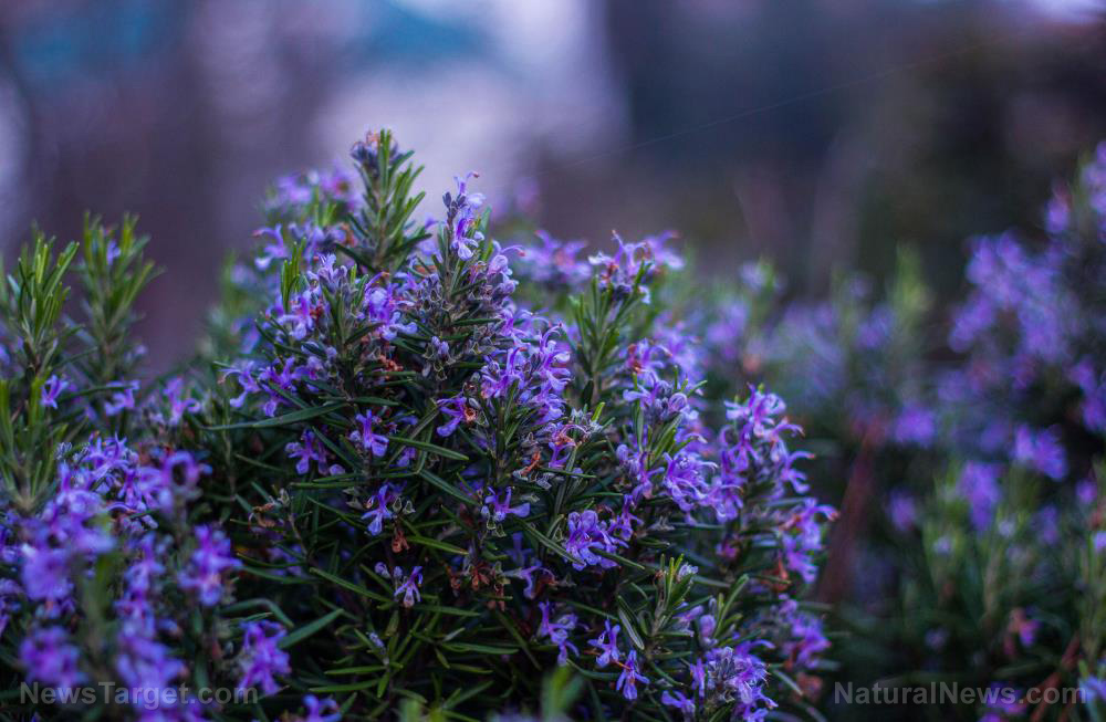 Image: Rosemary displays a powerful anti-anxiety effect, similar to diazepam but without the side effects