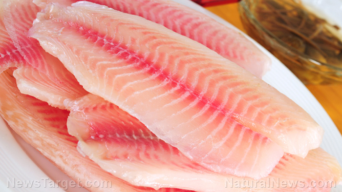 Image: Researchers look at ways to improve omega-3 levels in tilapia