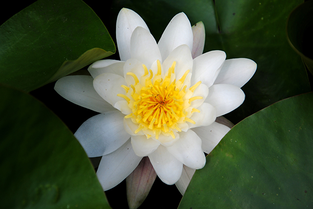 Image: Better than milk thistle seeds? Researchers say white water lily protects your liver