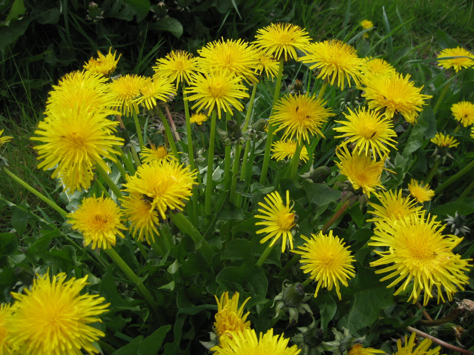 Image: Science confirms the anti-inflammatory effects of a compound found in dandelions