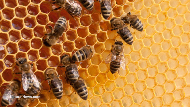 Image: It’s not just pesticides that are wiping out bee pollinators… scientists now find that ANTIBIOTICS have a 50% kill rate of honey bees
