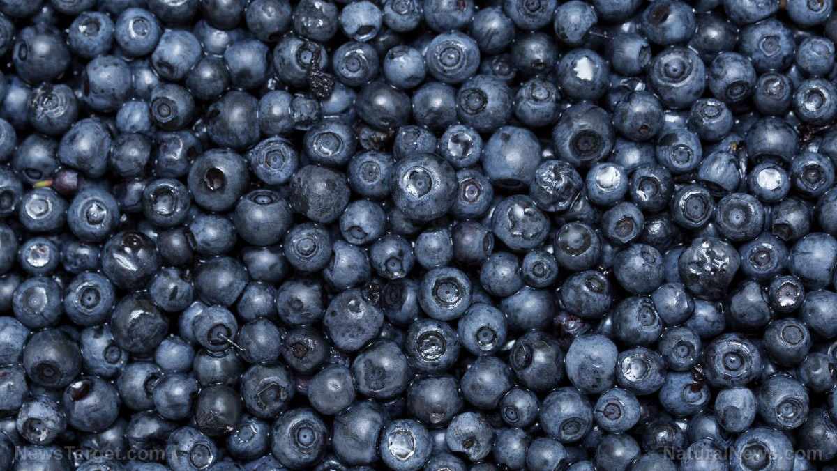 Image: Anthocyanin-rich blueberries improve gut health and reduce chronic inflammation