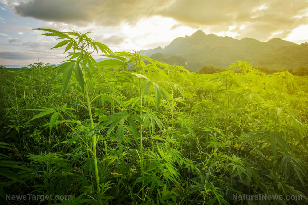 Image: Pot prices are collapsing in Oregon as too many marijuana growers produce glut of weed