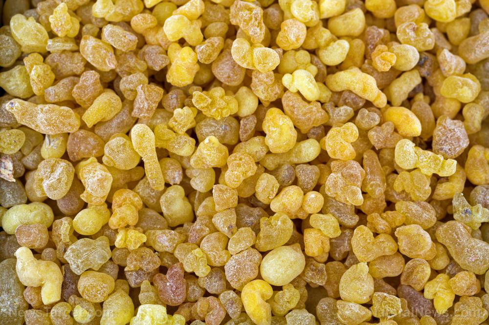 Image: 6 Reasons why boswellia is one of the most powerful herbal extracts available today