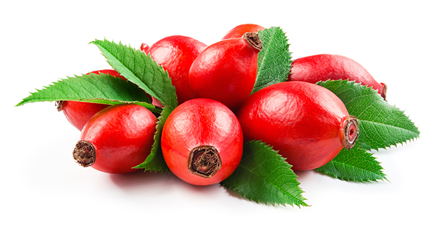 Image: Rose hips could be an effective treatment for obesity