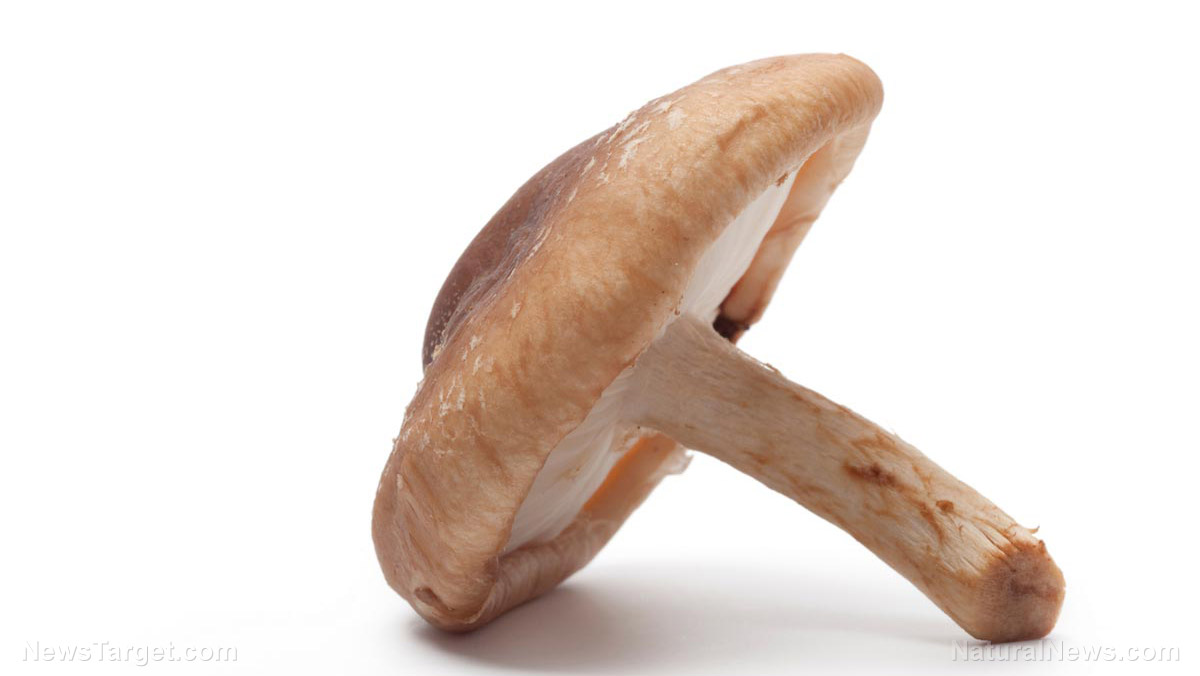 Image: Study: Eating more shiitake mushrooms can reduce the effects of a high-fat diet