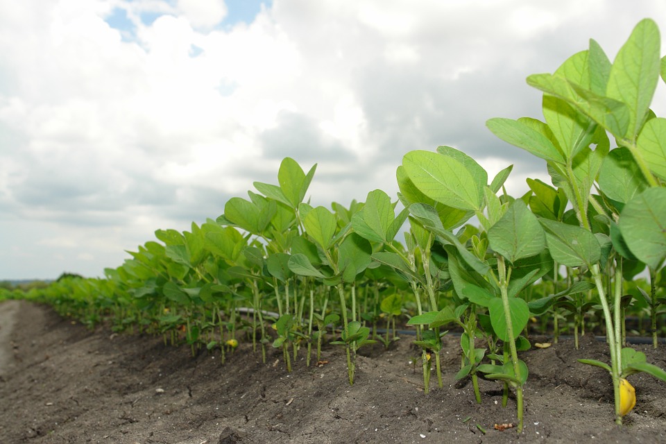 Image: Edamame farmers are using rye as a cover crop to reduce the use of herbicides