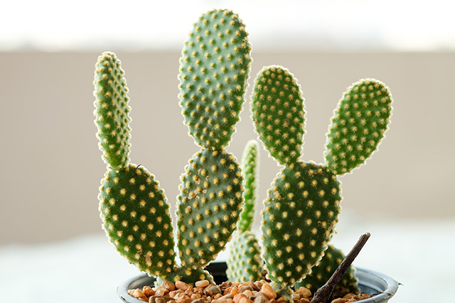 Image: Not just a cute plant, the bunny ears cactus relieves pain naturally