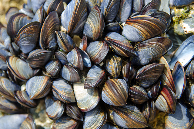 Image: San Francisco Bay shellfish found to be contaminated with four different types of toxins