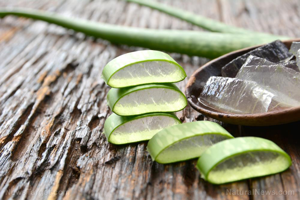 Image: Prevent diabetes-induced nephropathy with aloe vera