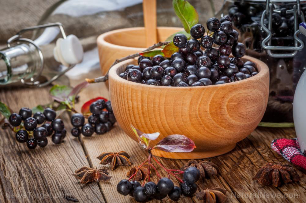 Image: Fermented chokeberry extract displays great anti-obesity effects