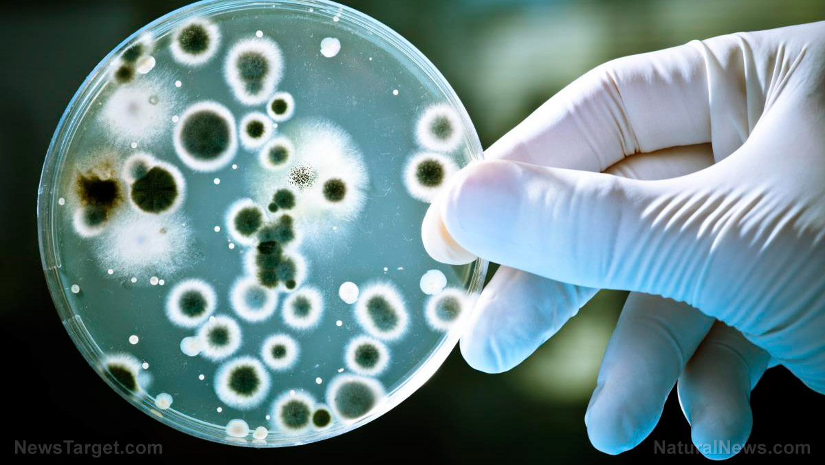 Image: New tool in the fight against superbugs: A test that shows if bacteria is antibiotic resistant