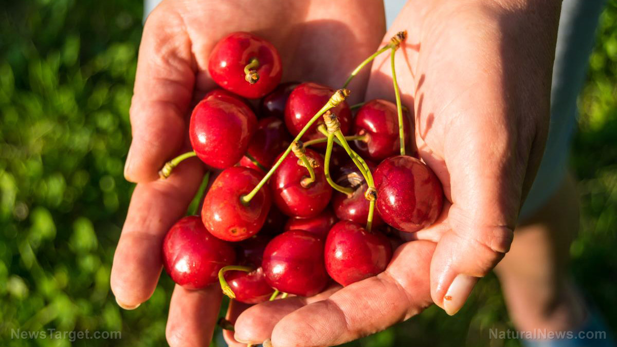 Image: Eating cherries can help prevent gout