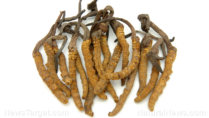 Image: The medicinal benefits of cordyceps mushroom can be enhanced with lactic acid bacteria