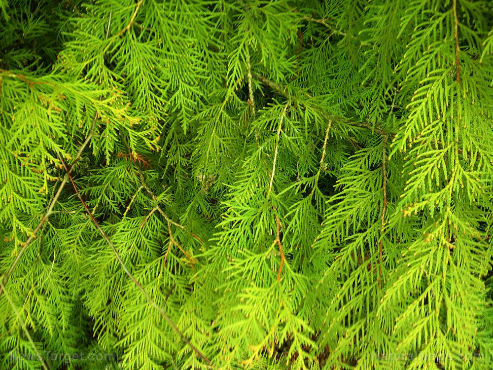 Image: Cypress essential oil found to inhibit MRSA
